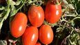 En Valle de Uco crece la superficie plantada de tomates