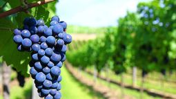 Señales para la vendimia 2021: el kilo de Malbec ya cotiza a $65 en Valle de Uco