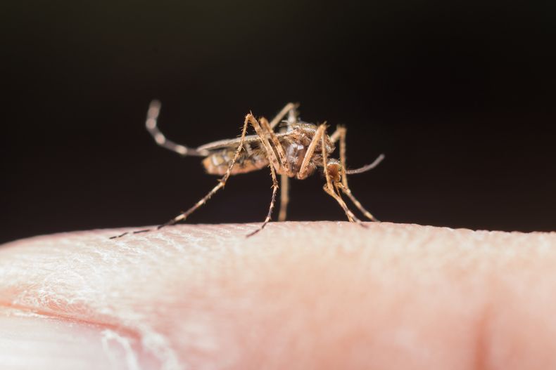 El Ministerio de Salud de la Nación pidió instensificar los cuidados ante la circulación viral del dengue en el país.