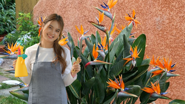 Sitio Andino | strelitzia, ave del paraíso, jardinería