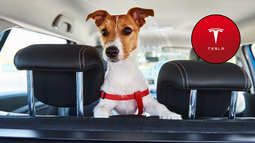 Tesla y su “modo perro”: el auto que cuida de tu mascota cuando no estás dentro