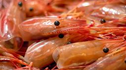 Planta en Chubut para industrializar el langostino
