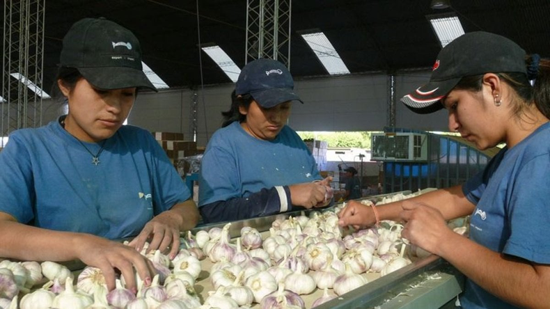 Las exportaciones de ajo mendocino una de las exportaciones que depende de las certificaciones del SENASA y que entra en zona de riesgo