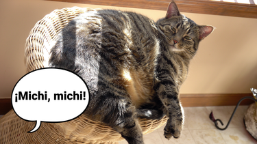 Sitio Andino | gato, mascota.png
