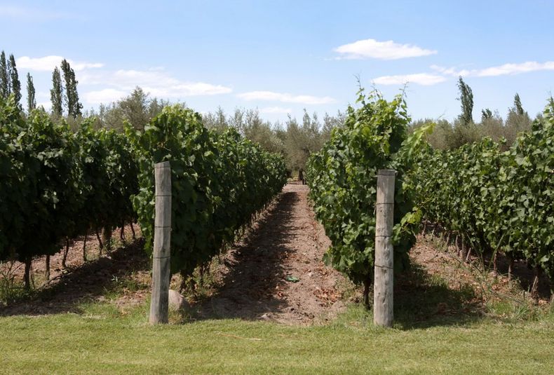 viñedo, uva, vino, cosecha, piedra, granizo