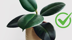 Jardinería: cómo cuidar un gomero para que crezca frondoso y sano