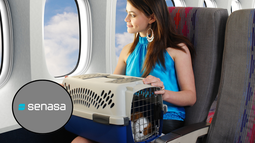 Senasa advierte: claves esenciales para viajar con tu mascota por Argentina