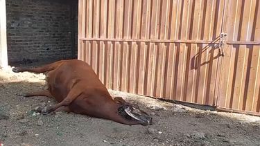 Vaca mutilada en General Alvear.