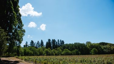 IG San Pablo, un paraíso de la vitivinicultura argentina