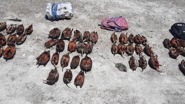Sorprenden a 5 personas cazando y con animales muertos en San Rafael