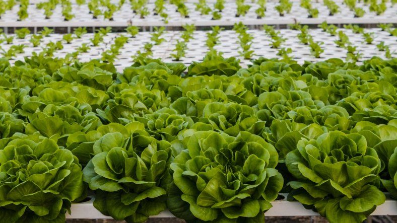 Cómo cultivar sin tierra: lanzan curso gratuito en Guaymallén Cómo cultivar sin tierra: lanzan curso gratuito en Guaymallén