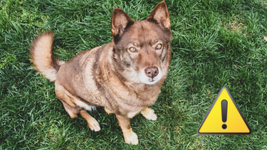 Sitio Andino | coydog, mascota.png