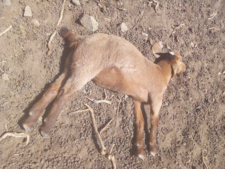Los propietarios se encontraron con más de 25 animales muertos.
