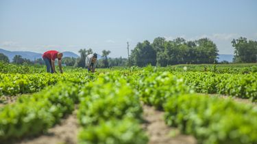 Sitio Andino | agricultor, verduras, campo, cosecha, agricultura.jpg