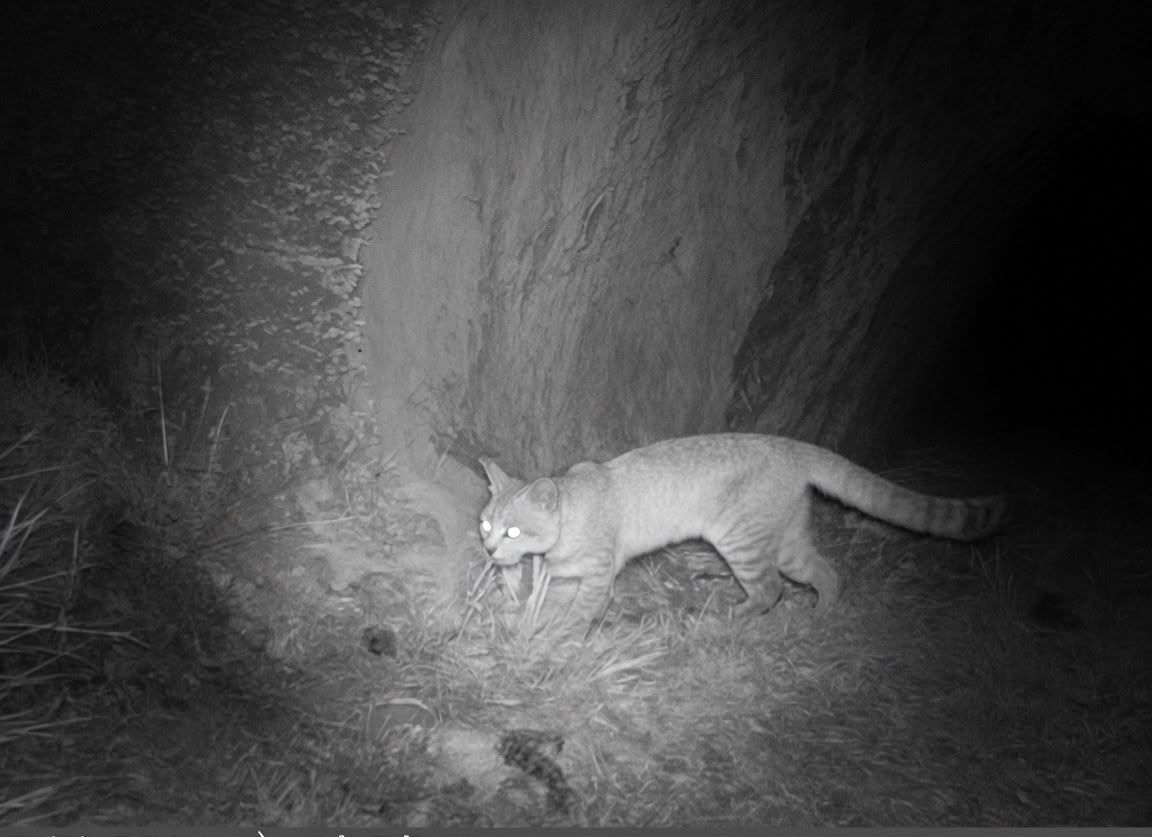 El misterioso gato andino volvió a dejarse ver en Malargüe.