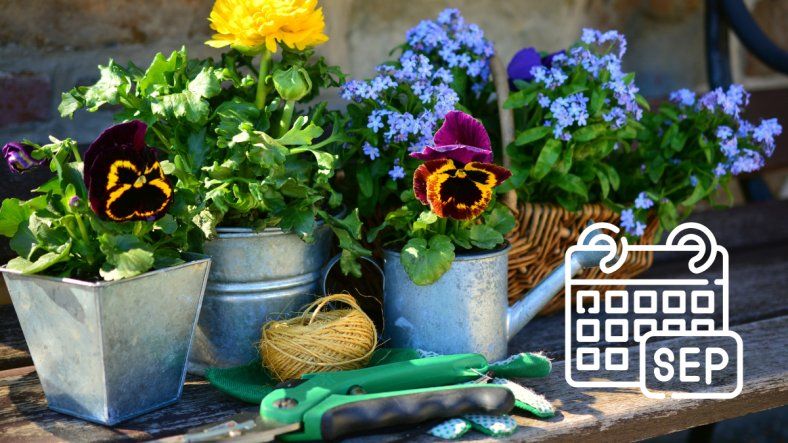 Mejores flores para sembrar en septiembre 2025