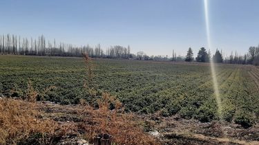 Irrigación presentará obras clave que beneficiarán al agro en el Valle de Uco.