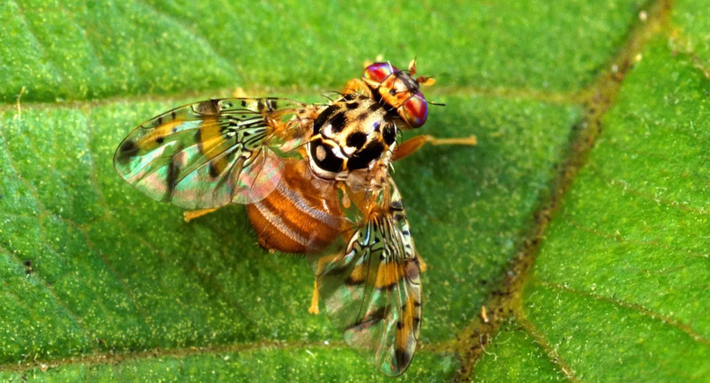 La mosca del mediterráneo en Tupungato.
