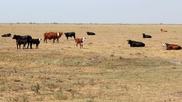 Sitio Andino | Los campos ganaderos, afectados por la sequía y el calor en Mendoza.