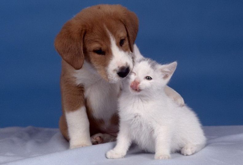 Perros&gatos 016_resize