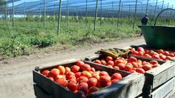 Crean una red social que brinda información en tiempo real para los productores de tomate