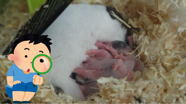 Mascotas: las sorprendentes razones por las cuales algunos hamsters se comen a sus crías Mascotas: las sorprendentes razones por las cuales algunos hamsters se comen a sus crías