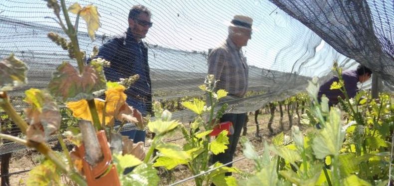 Lobesia Botrana en Valle de Uco, preocupante situación