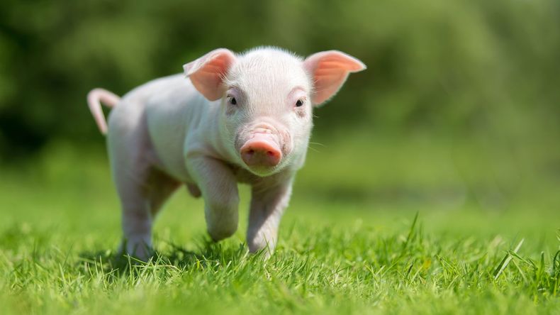Pensó que había rescatado a un chancho bebé: quedó impactada al ver lo que era en realidad.