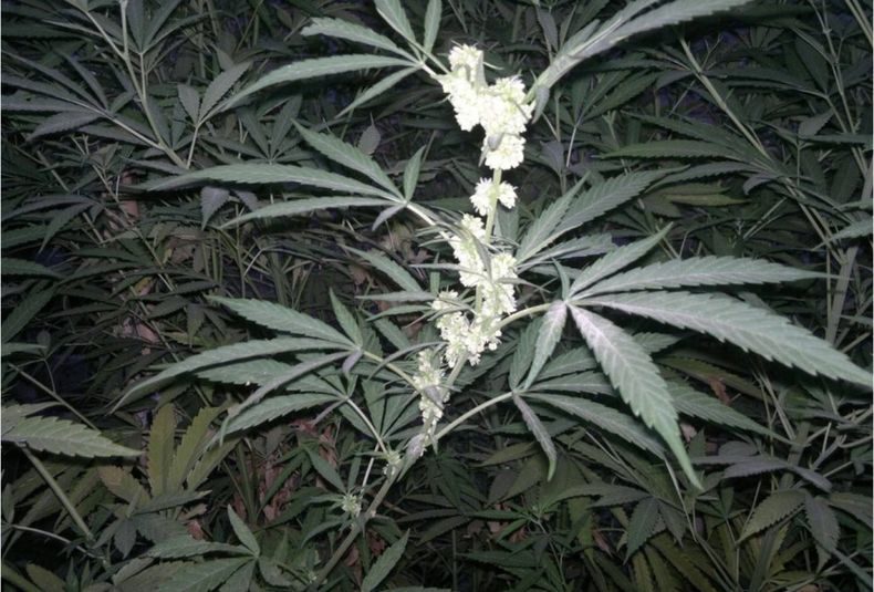 Plantines
