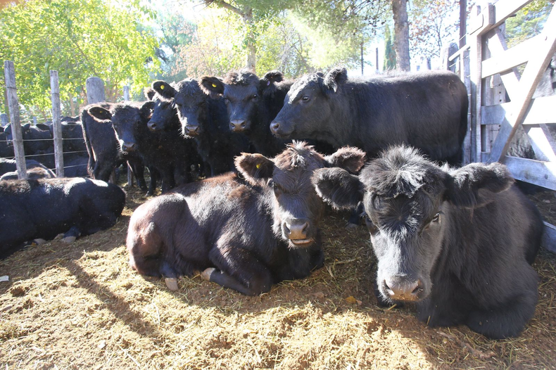 Preocupante situación del sector de la ganadería en el Valle de Uco.