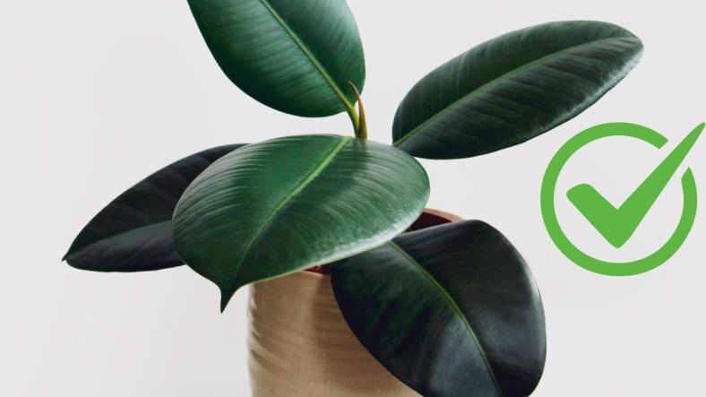 Jardinería: cómo cuidar un gomero para que crezca frondoso y sano