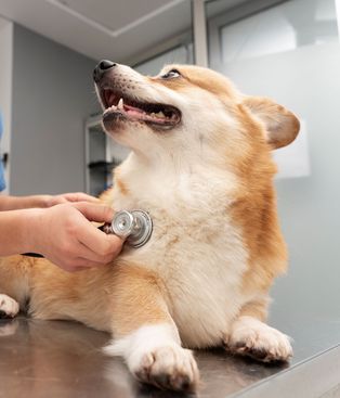 Banco Nación ofrece descuento sin tope de reintegro en veterinarias: cómo aprovecharlo en Mendoza