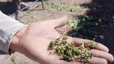 El granizo en el Valle de Uco hizo mucho daño.