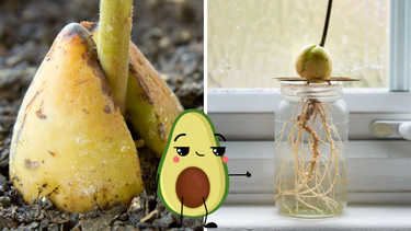 Sitio Andino | germinar una palta, jardinería.png