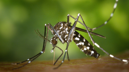 Científicos argentinos hallan una clave para frenar dengue, Zika y fiebre amarilla.