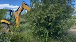Con una retroexcavadora, este agricultor decidió arrancar las plantas de ciruela.