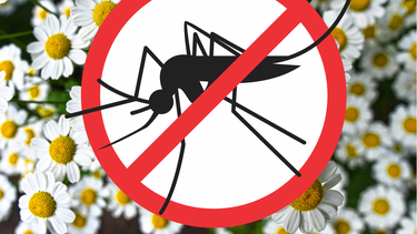 Jardinería: la sorprendente hierba medicinal que alivia las picaduras de mosquitos