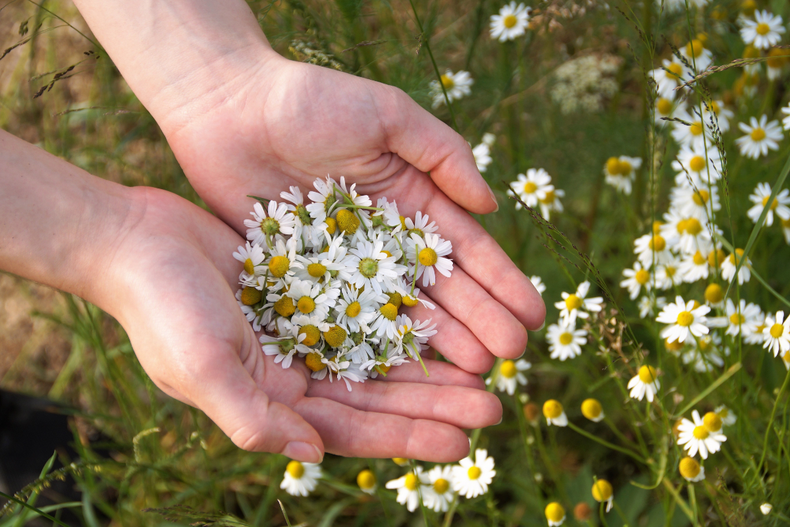 Jardinería: la sorprendente hierba medicinal que alivia las picaduras de mosquitos