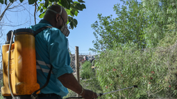 Desinfección de arbolado urbano en la Ciudad de Mendoza.