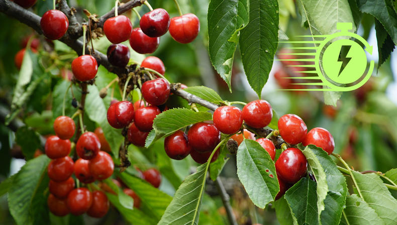 Cómo cultivar un árbol de cerezo y cosechar frutos rápido