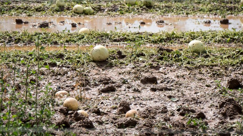 Habrá asistencia financiera para los productores afectados por el granizo en Lavalle y San Martín