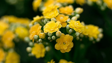 ¿Por qué se regalan flores amarillas en septiembre?