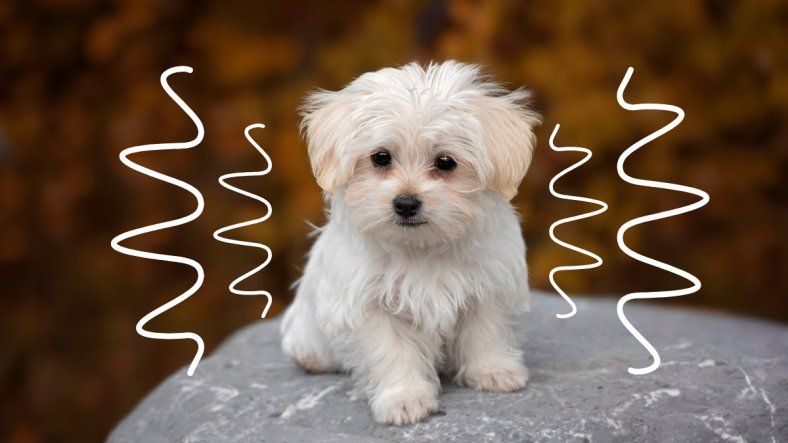 Mascota: ¿por qué tiembla mi perro?