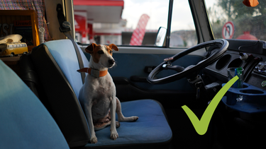 Sitio Andino | perro viajando en auto, mascota