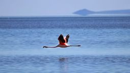 Laguna de Llancanelo (Foto gentileza Rolando Poblete).