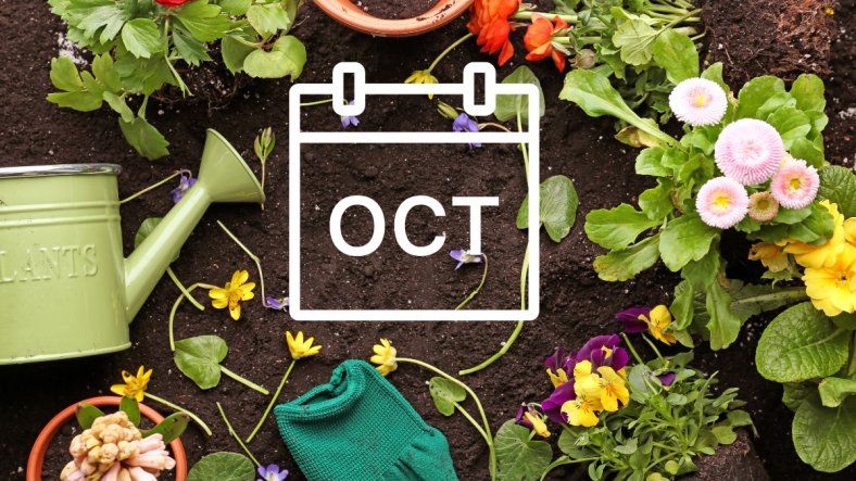Jardinería en Mendoza: qué flores y vegetales sembrar en octubre