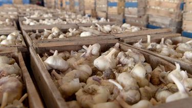 Preocupación entre los productores de ajo.