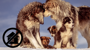 Sitio Andino | perro, lobo, lubican, mascota.png