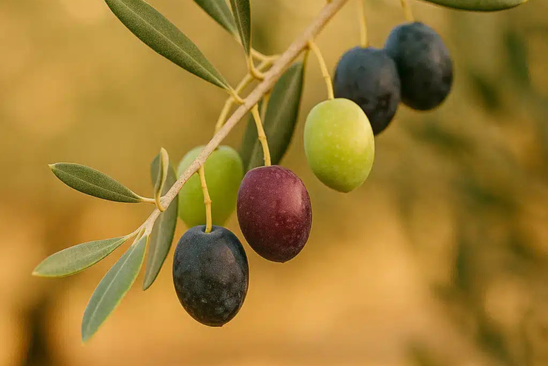 El envero es fundamental para la producción de aceite de oliva.