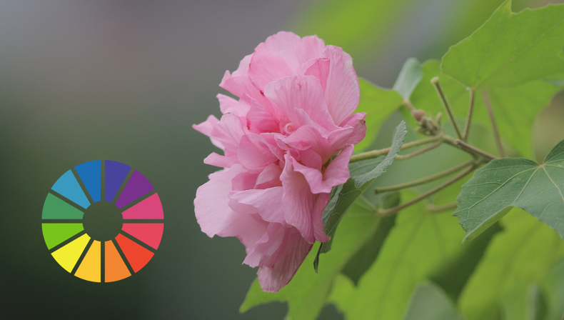 Jardinería: la increíble planta cuyas flores cambian de color según la estación del año